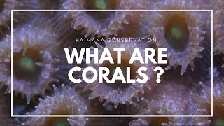 Coral 101 [upl. by Terraj]