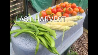 ALLOTMENT HARVEST  ALLOTMENT UK [upl. by Auqcinahs]