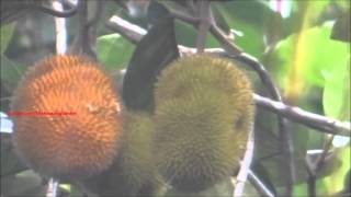 Artocarpus Hirsutus  Wild Jack  Jungle Jack fruits on tree [upl. by Gnouv]