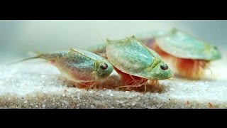 Triops kweken Dag 1 tot en met Dag 9 [upl. by Philemol]