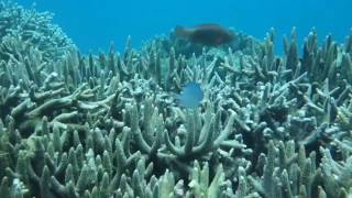 Tansania schnorcheln Sansibar Insel Chumbe Island  Tanzania snorkeling Zanzibar [upl. by Odlanir715]