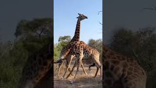 African Safari WildlifePhotography NatureLovers GiraffeFight WildlifeConservation Adventure [upl. by Zantos423]