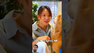 dog pets doglover puppy funny shortsfeed factsshortvideochildrensstory [upl. by Kancler]