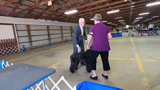 The Mighty Bouvier des Flandres A Loyal Guardian petzpaws learndontreturn bouvierdesflandres [upl. by Nikki]