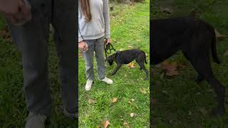 Ramasser vos crottes chien malinoi dog chiens chienmignon shortvideo [upl. by Kalli831]