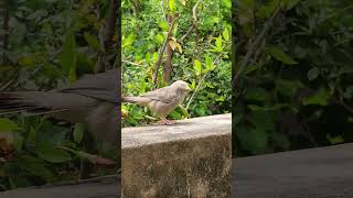 Yellow  Billed Babbler [upl. by Einner]