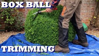 Box ball trimming Topiary [upl. by Mohun]