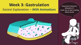 Gastrulation  Human Embryology  3rd Week Animated  MedicoVisual [upl. by Holder32]