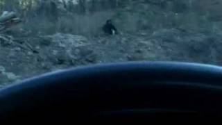 UNBELIEVABLE BIGFOOT VIDEO  SASQUATCH SIGHTING CAUGHT ON TAPE [upl. by Loftis184]