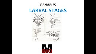 LARVAL STAGES OF PENAEUS [upl. by Cher]