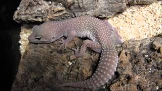 Blizzard Leopard Geckos [upl. by Buyers]