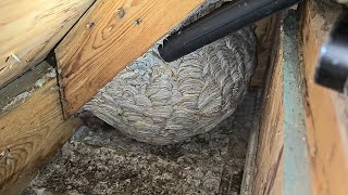 MASSIVE Yellow Jacket Wasp Nest Inside Attic  Wasp Nest Removal [upl. by Vergil]