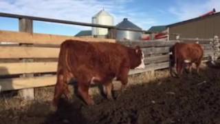 Hereford cross Simmental bred heifers [upl. by Esirec]