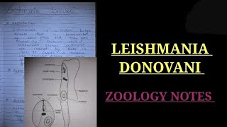 Leishmania donovani notes bsc3rdyearzoologynotes zoology bsczoology vbu bbmku skmu shorts [upl. by Aiuqcaj]