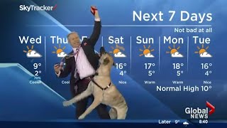 Ripple the dog doesnt care about the weather forecast [upl. by Francene520]