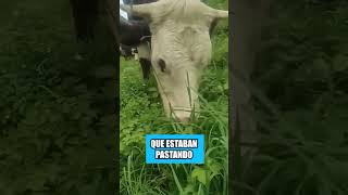 Así es como los rusos engañan a las vacas [upl. by Berkley]