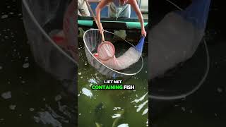 The SAFE way to net a koi fish [upl. by Anelej]