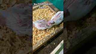 Albion Cockatiel hand feeding beby Rajkot Gujarat rajkot [upl. by Mochun559]