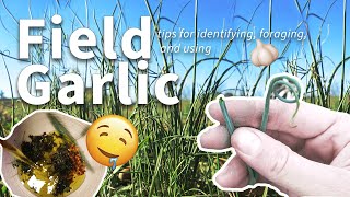 Foraging Field Garlic 🧄 Identifying Harvesting amp Cooking Safely [upl. by Salmon]