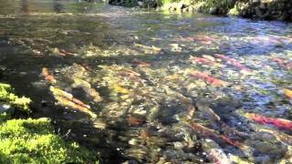 Bald Eagles amp Salmon Spawning [upl. by Alicec]