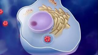 antigen antibody reaction [upl. by Birdt]