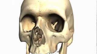 Skull tutorial 2  Bones of the facial skeleton  Anatomy Tutorial PART 1 [upl. by Danna]