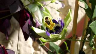 Passionsblume Passiflora caerulea  Zeitraffer [upl. by Yarazed458]