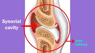 Structure of Synovial joint  The Marvels of Freely Moving Connections [upl. by Elison]