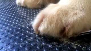 How to Trim a Golden Retrieves Feet amp Legs [upl. by Primrose]