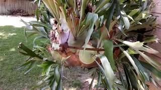 Staghorn fern outside [upl. by Tanitansy]