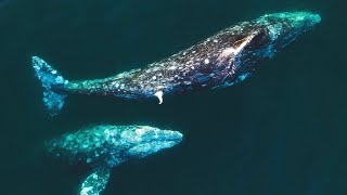 Two Male Gray Whales Exhibit Possible Mating Behavior [upl. by Asiulana]