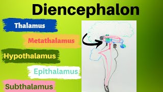 Diencephalon [upl. by Aohk]