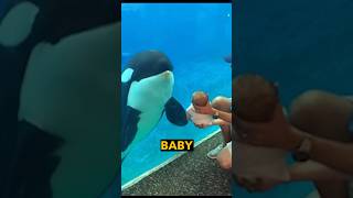 Orca Meets A Baby [upl. by Inaliak]