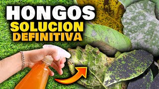 ELIMINA HONGOS en las PLANTAS en MINUTOS y PARA SIEMPRE FUNGICIDA CASERO para CUALQUIER HONGO [upl. by Bunns]