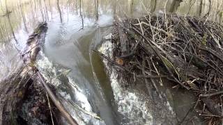 Opening Beaver Dam without Heavy Equipment in less than 30 minutes [upl. by Bille]