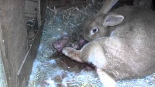 Flemish giant rabbit giving birth 2 [upl. by Yaras]