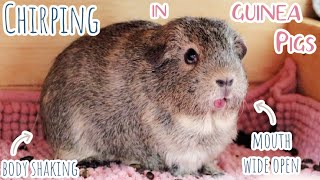 Guinea Pig Chirping Rarest Guinea Pig Sound Caught on Camera [upl. by Nnayr]