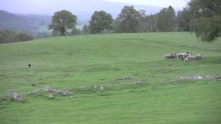 The Amazing Sheepdogs of Leault Farm [upl. by Sinnoda]