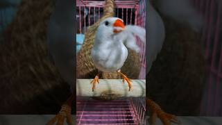 Finch taking nesting material 🧿🕊️ bird birds budgiesound birdslover finchparrot zebrafinch [upl. by Kaitlin]