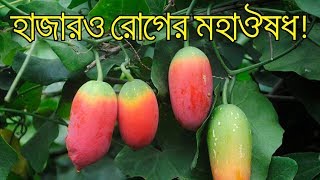 পৃথিবীর সবচেয়ে শক্তিশালী এই ঔষধি গাছটির উপকারিতার কথা জানলেআপনার চোখ কপালে উঠবে  জেনেনিন [upl. by Aniehs]