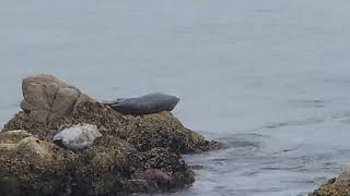 104 seconds of Sea Lions in Monterey Bay [upl. by Klenk]