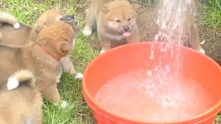 Shiba Inu Puppies Love Water in Summer Heat [upl. by Adnalor]