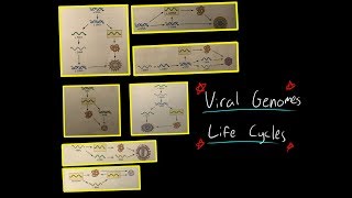 Viral Genomes and Virus Life cycle dsDNA ssDNA dsRNA ssRNA   sense READ LINK BELOW BEFORE [upl. by Esyak345]