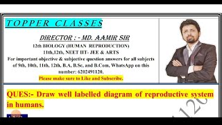 Draw well labelled diagram of reproductive system in humans  AAMIR SIR PATNA [upl. by Llieno]