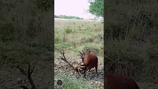 Ce magnifique cerf est prêt à en découdre  cerf brame redstag [upl. by Om]