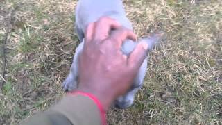 Some Blue nose pitbull training basics 8 Weeks old [upl. by Llerud292]