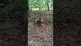 Feeding the Squirrels Peanuts in the woods at Red Oaks [upl. by Kinch]