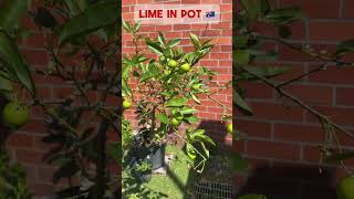 Lime in pot limetree lime garden gardentips pinispinos [upl. by Terryl454]