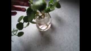 How to Grow Kalanchoe Plants in Water [upl. by Assi]