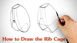 How to Draw the Rib Cage  Human Anatomy for Artists [upl. by Shepp]